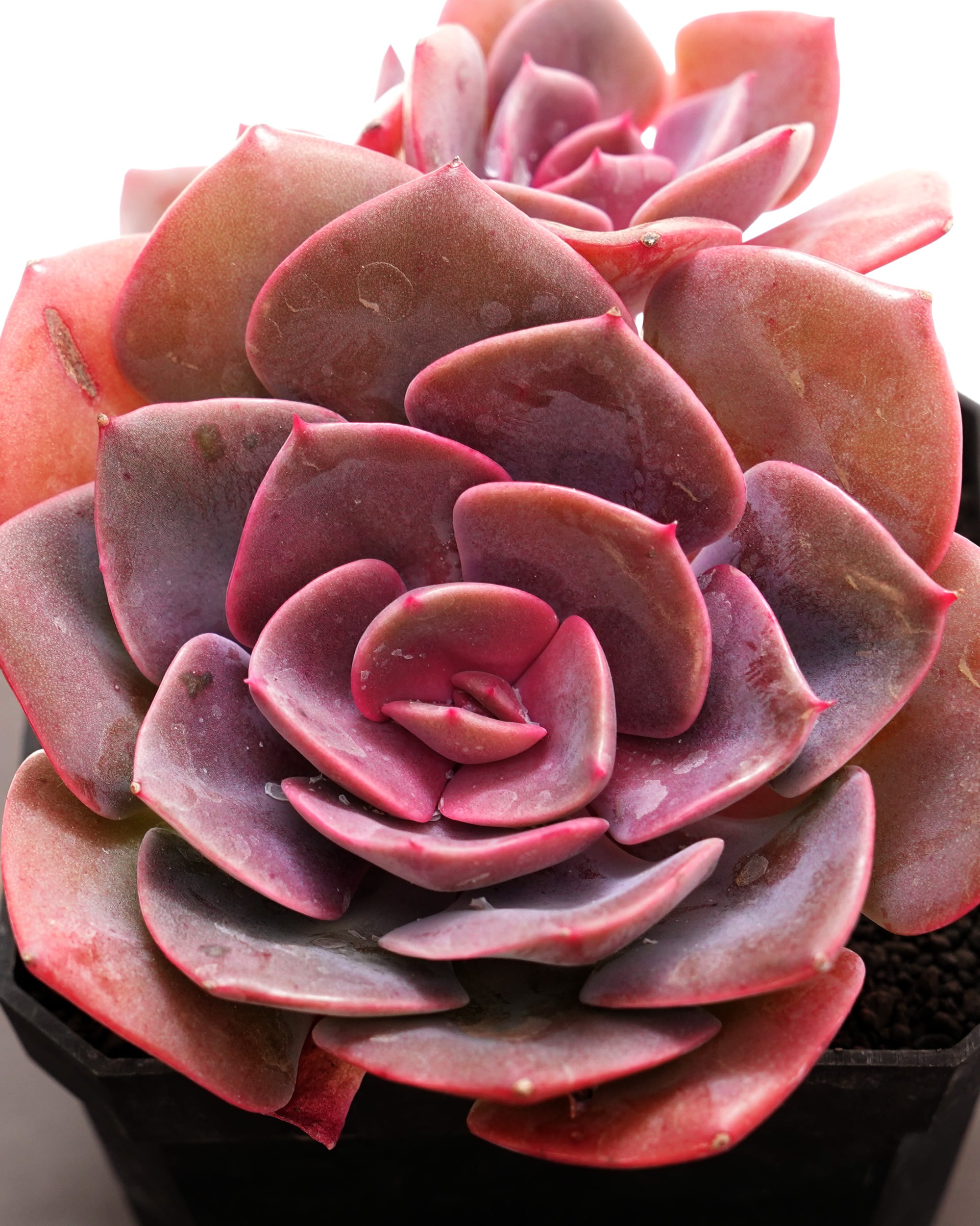 NEW RELEASE | PUKUBOOK SUCCULENTS