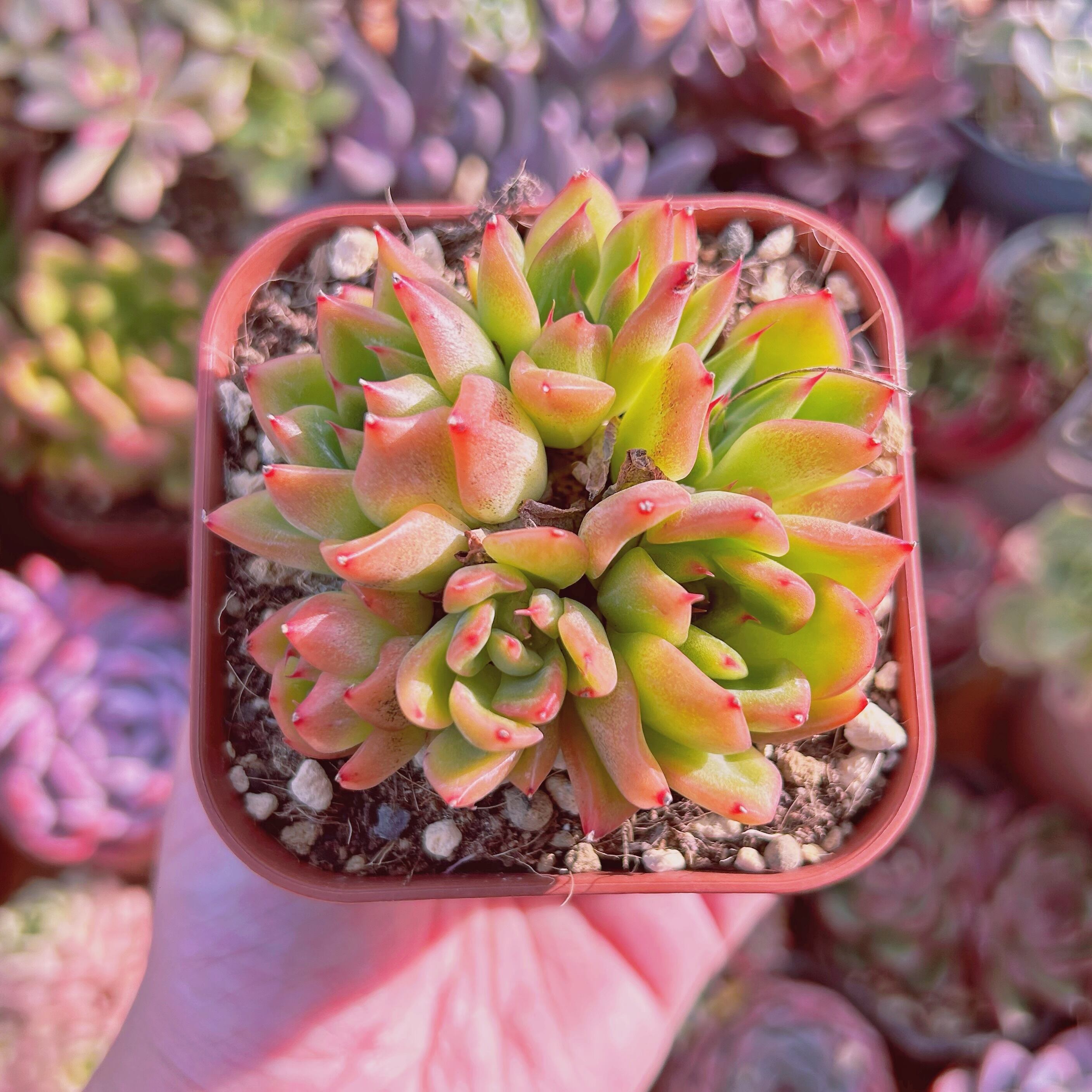 現物　多肉植物　Echeveria 　プロティティ　抜き苗