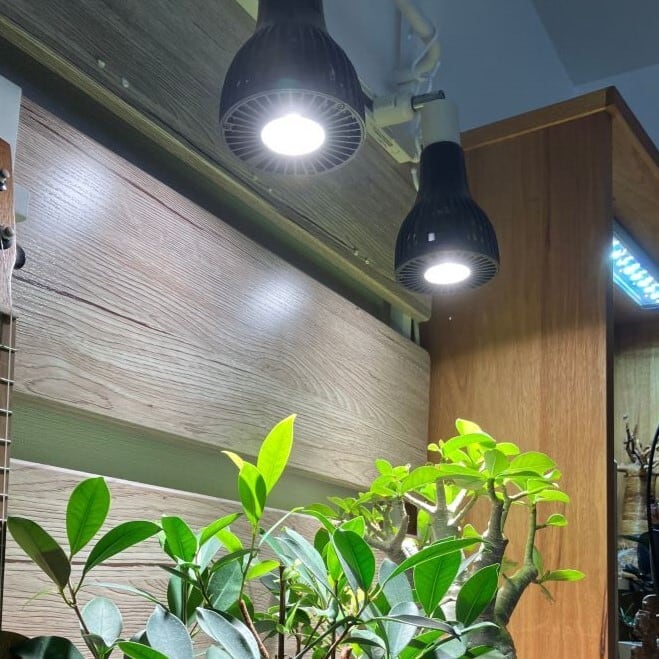 CHISPA 光と風で植物を育てるLEDライト ブラック ファン付き | CHISPA