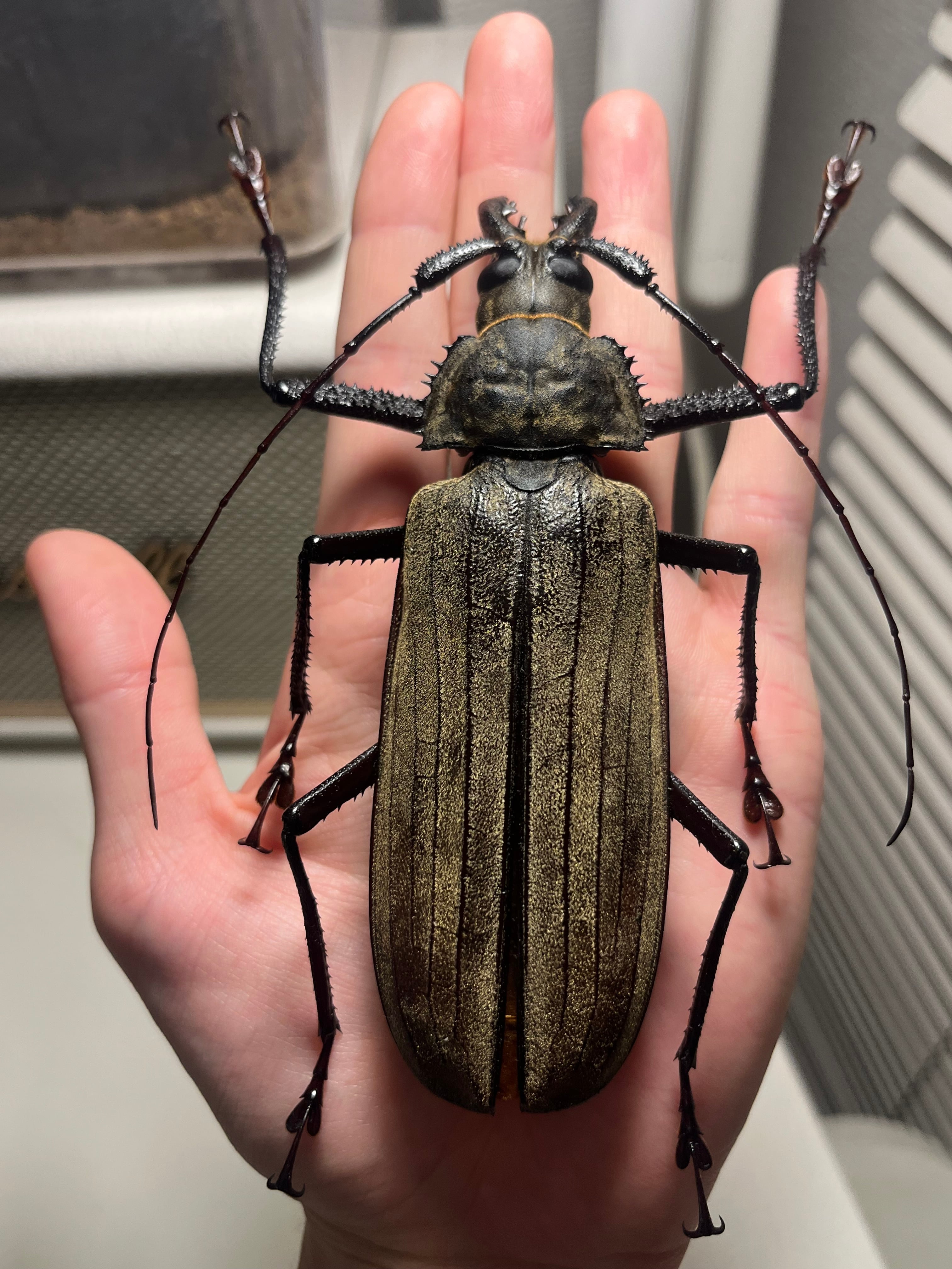 123mm】スジバネトゲフチオオウスバカミキリ ブルウスバカミキリ