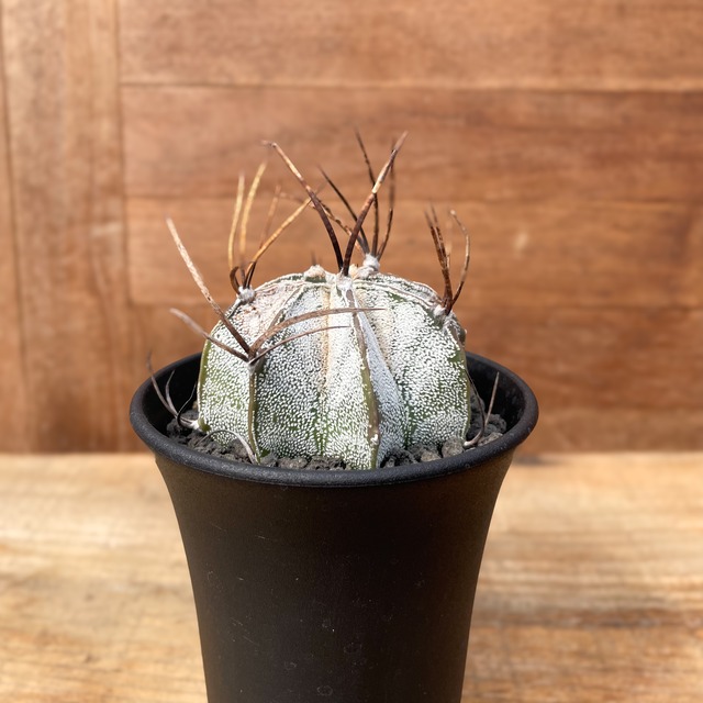 Astrophytum capricorne var.niveum【アストロフィツム・特白瑞鳳玉・実生】