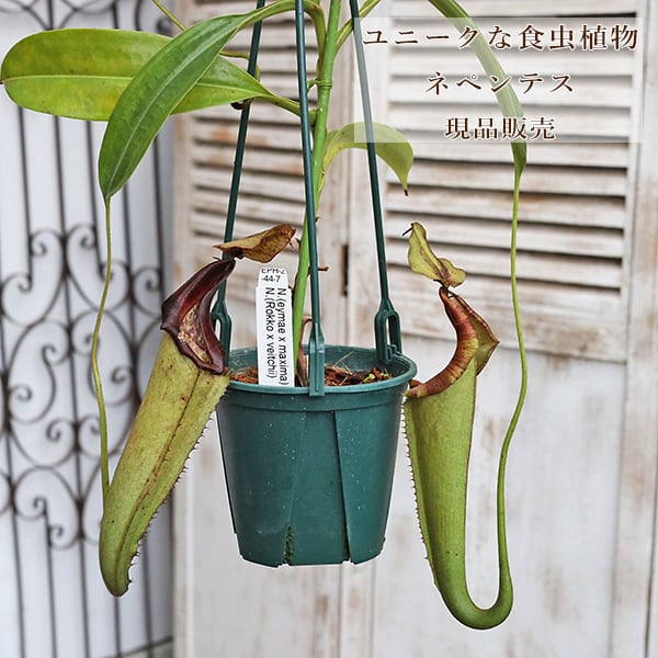 食虫植物 ネペンテス ウツボカズラ Nepenthes viking × ampullaria