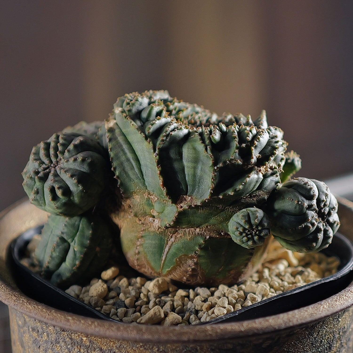 超厳選株】大株 最大幅約9.6cm 仔吹き 円扇綴化 オベサ