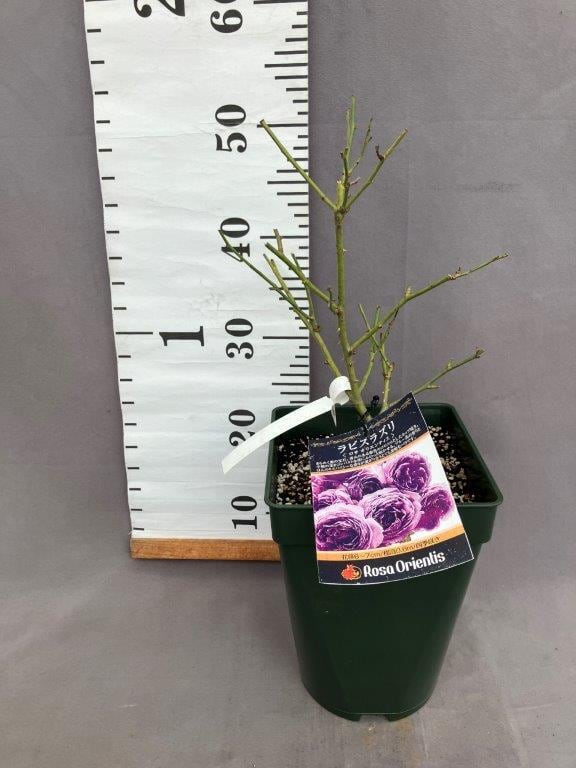薔薇 ラピスラズリ（ロサ・オリエンティス）四季咲き | 日本ライン花木