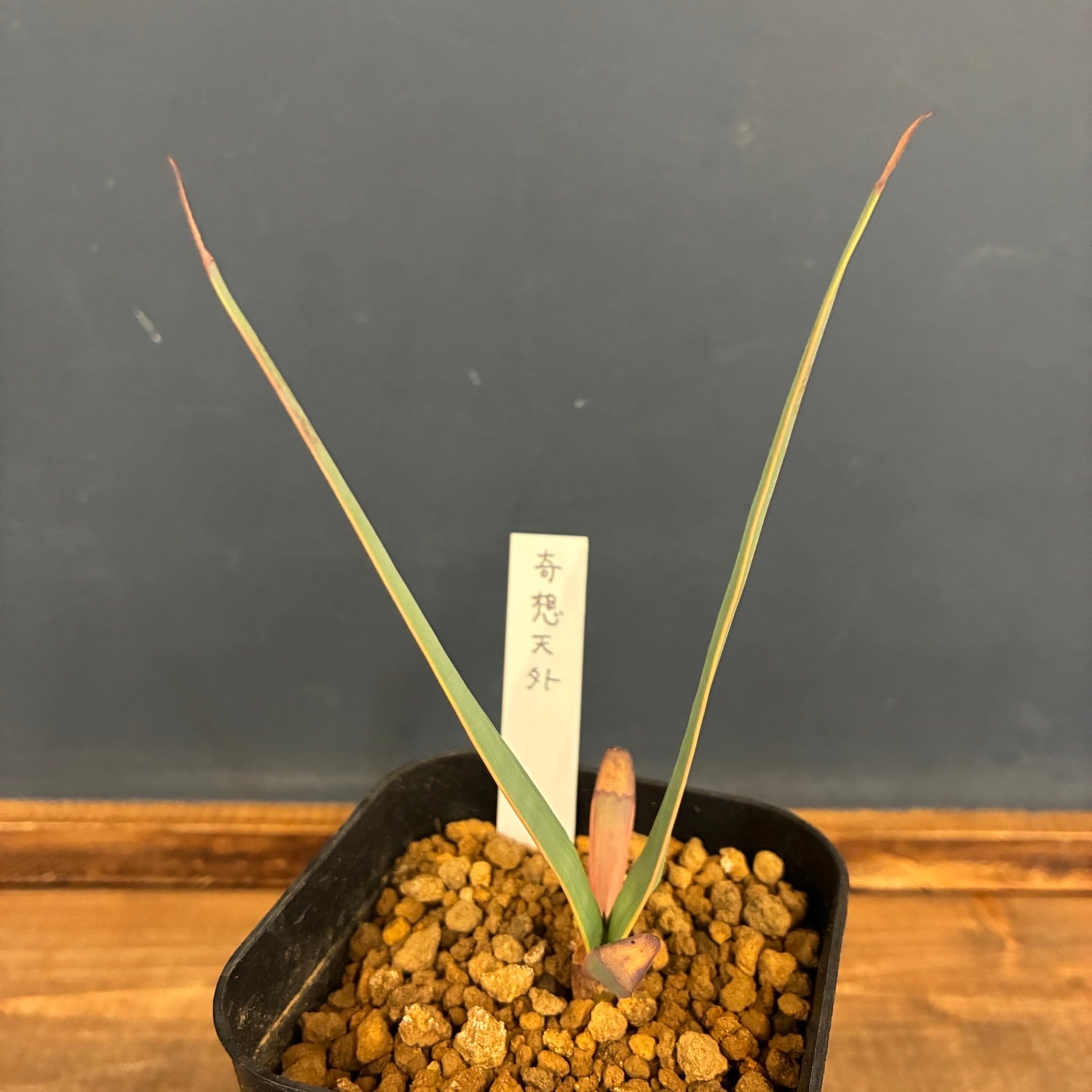 ユーフォルビア、その他多肉 | PROTOLEAF プロトリーフ