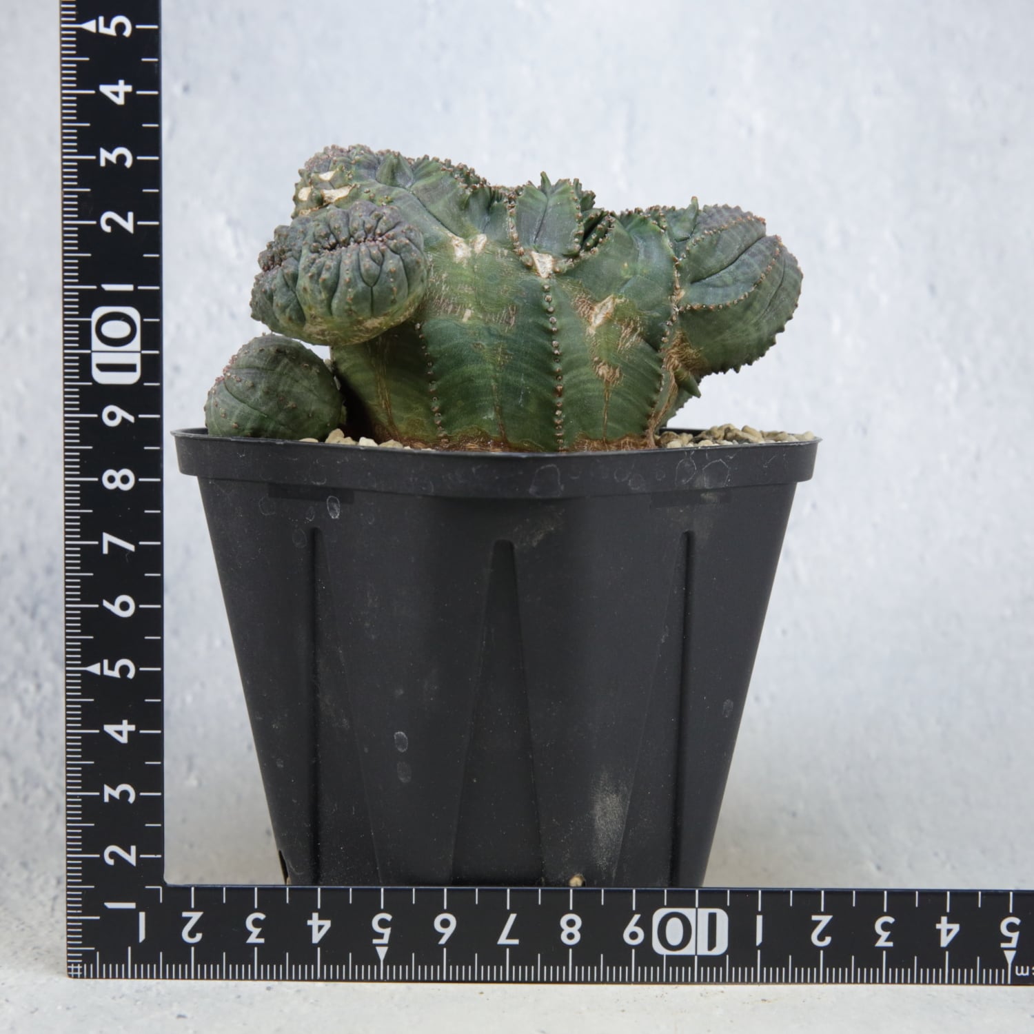 超厳選株】大株 最大幅約8.6cm 仔吹き 円扇綴化 オベサ