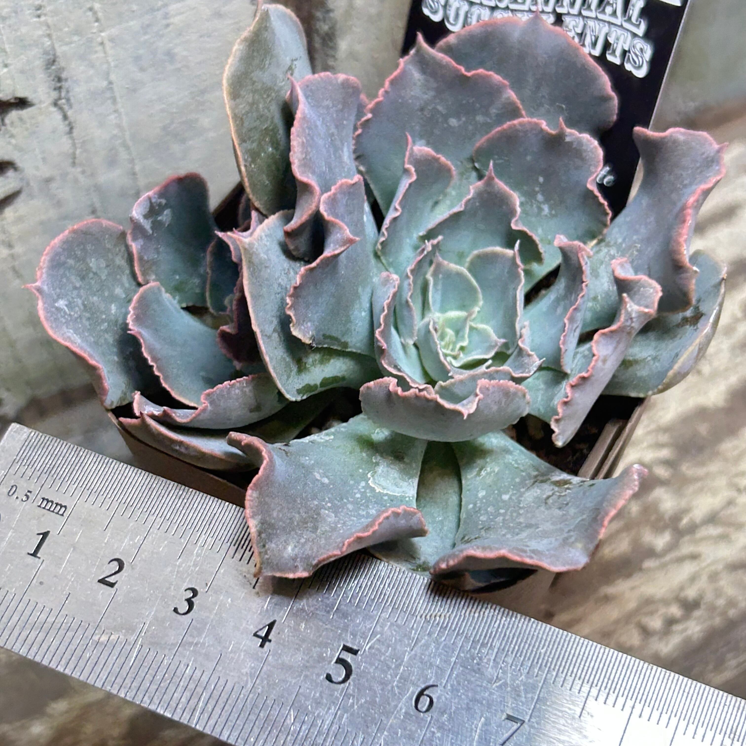 【㊗️サービス品@880〜】シャビアナ バンプ シャビアナブルー | RuPo 多肉植物専門店