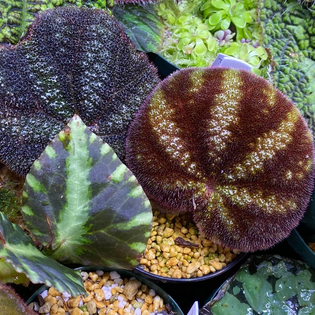 熱帯雨林植物専門店 トイ吉園芸