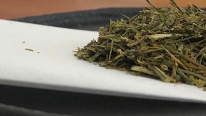 白ほうじ茶　白鳳　