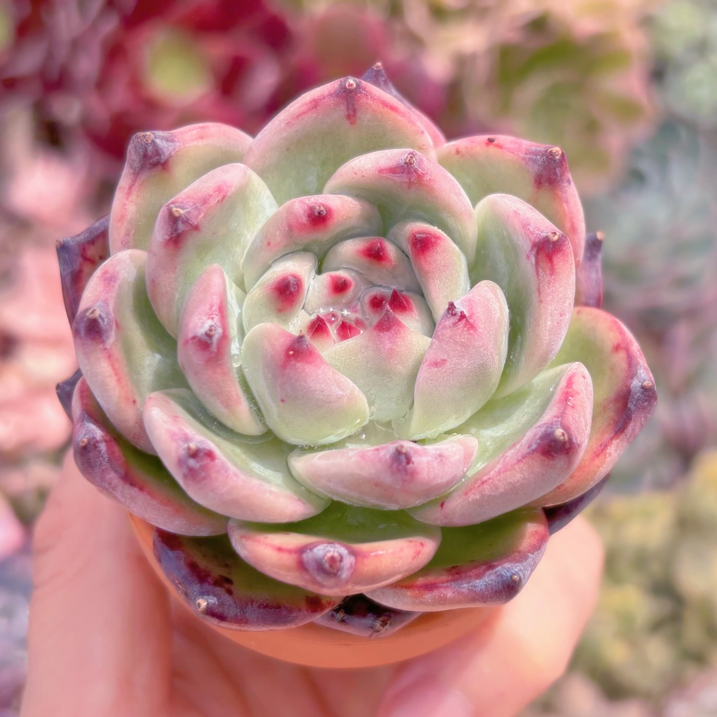 多肉植物 ダイヤモンドコロラータ 新入荷 るる農園 | るる農園~多肉