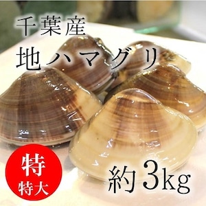 天然 地はまぐり 生（活け）特特大サイズ（約150g/個）約3kg 千葉産【地ハマ１５０ｇｘ３K】 冷蔵 地ハマグリ 地蛤