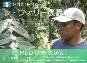 200g / グァテマラ　ラ・フォリー農園 ウォッシュド - Medium Roast 浅煎り -