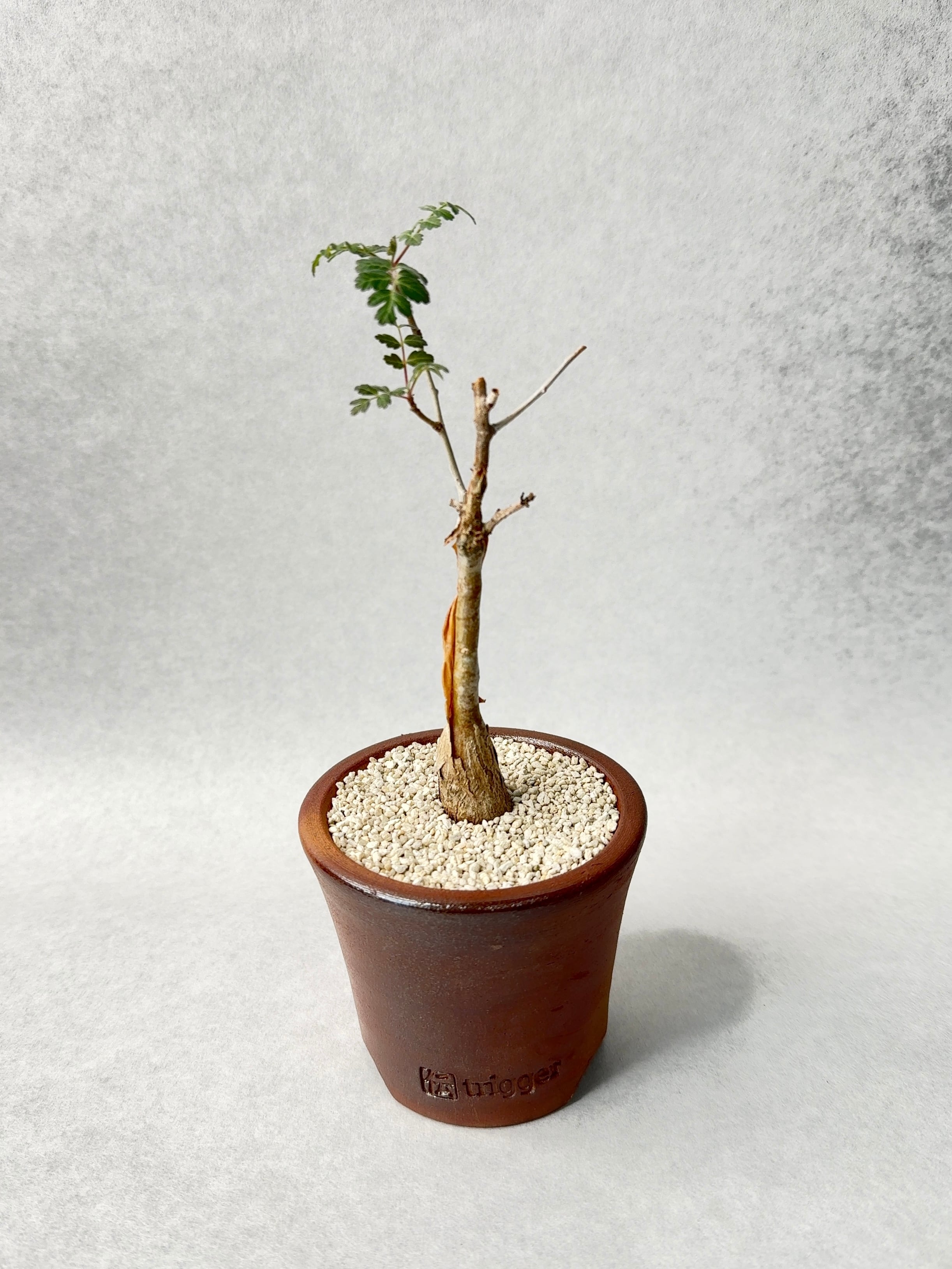 パキコルムス・ディスカラー