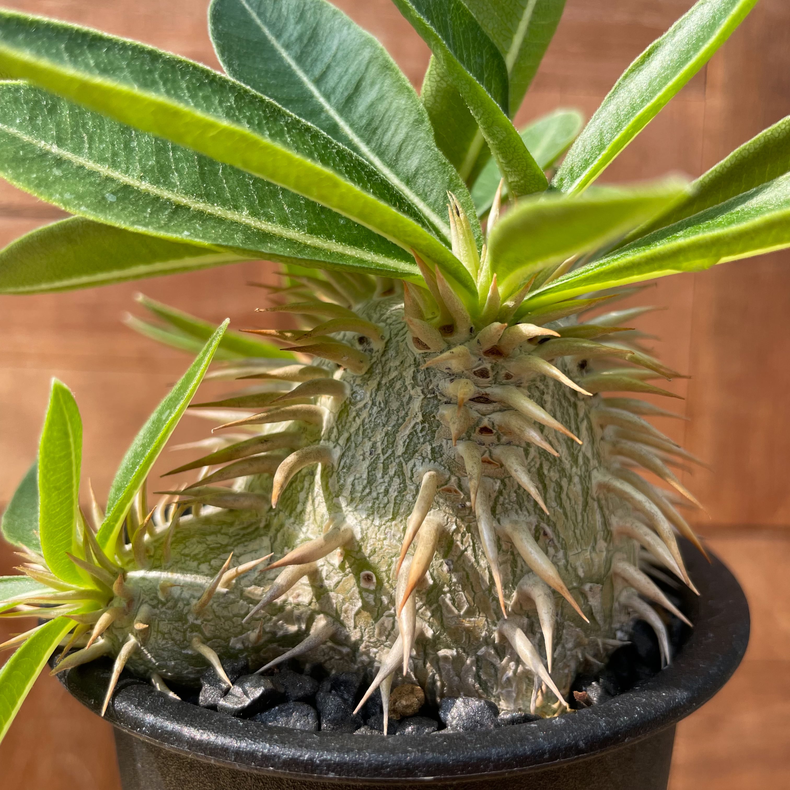 Pachypodium enigmaticum【パキポディウム・エニグマティクム・実生  