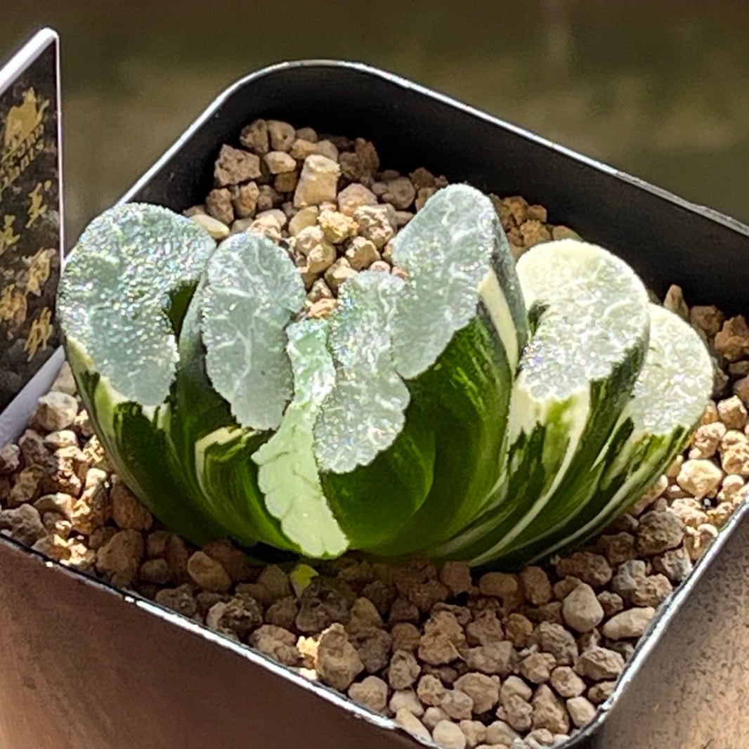 ◇多肉植物/ハオルチア 玉扇錦 ☆北斎錦