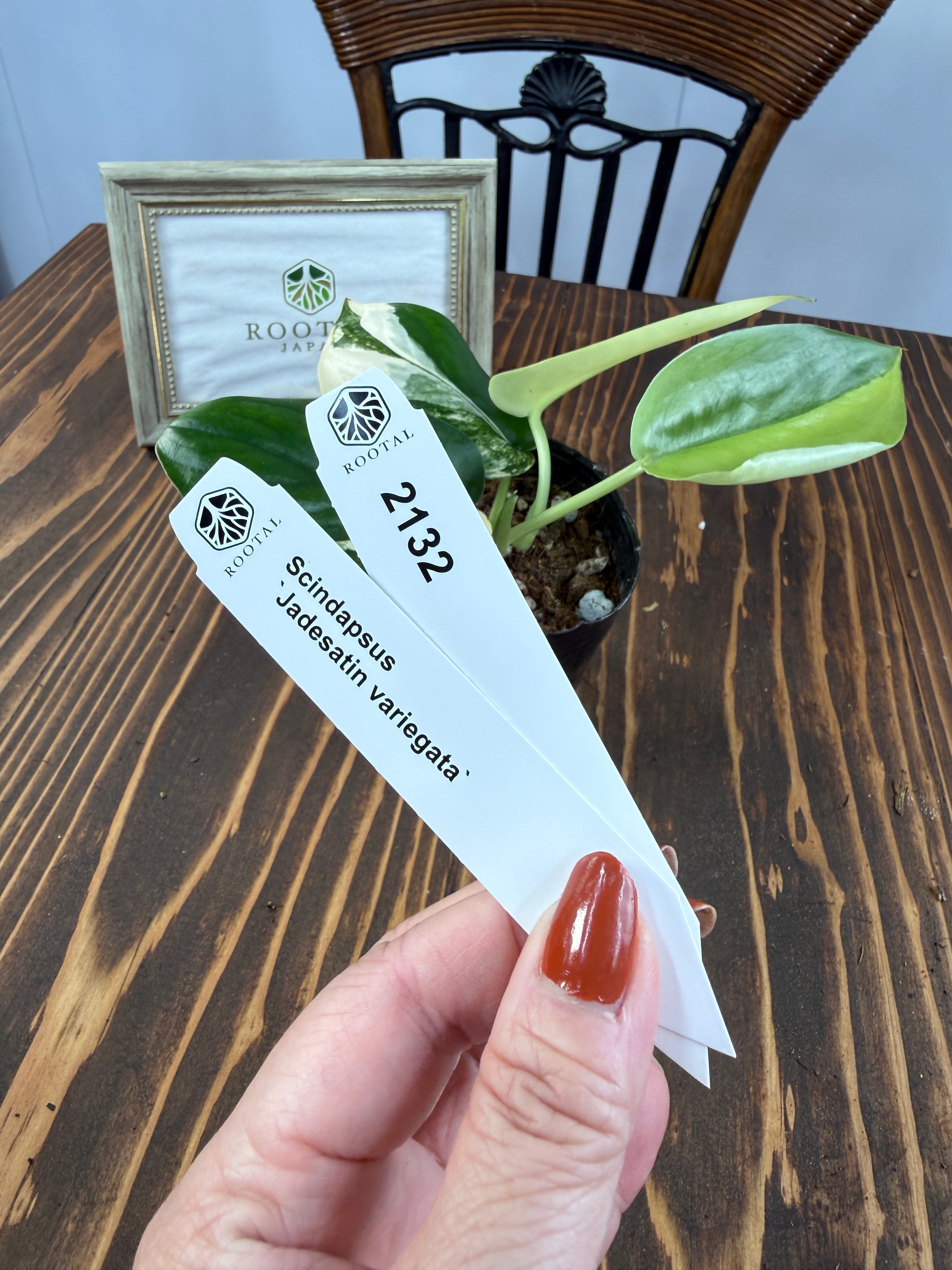 スキンダプサス | ROOTALPLANTS