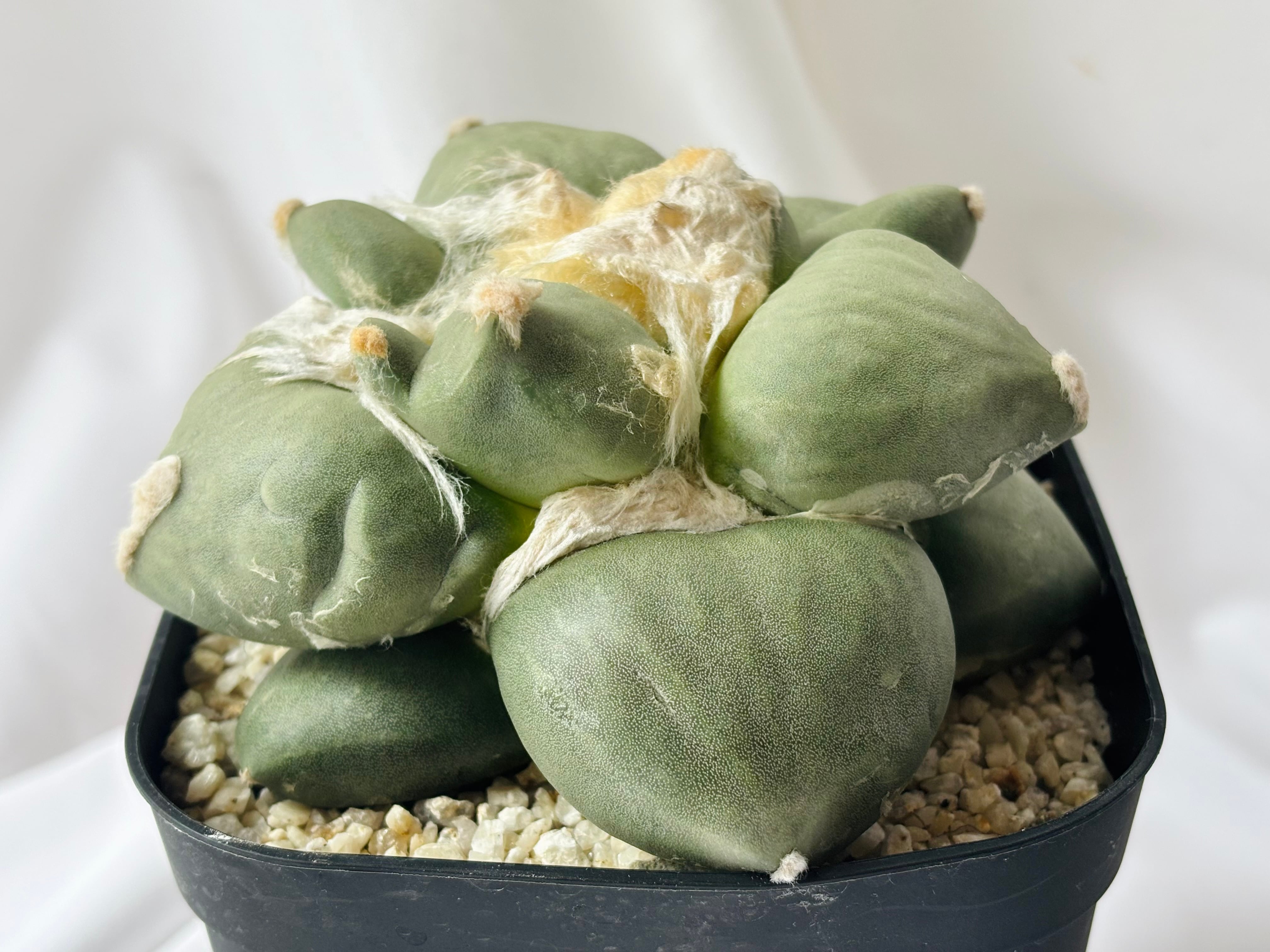 Ariocarpus furfuraceus f.monstrosa アリオカルプス 変疣青磁牡丹