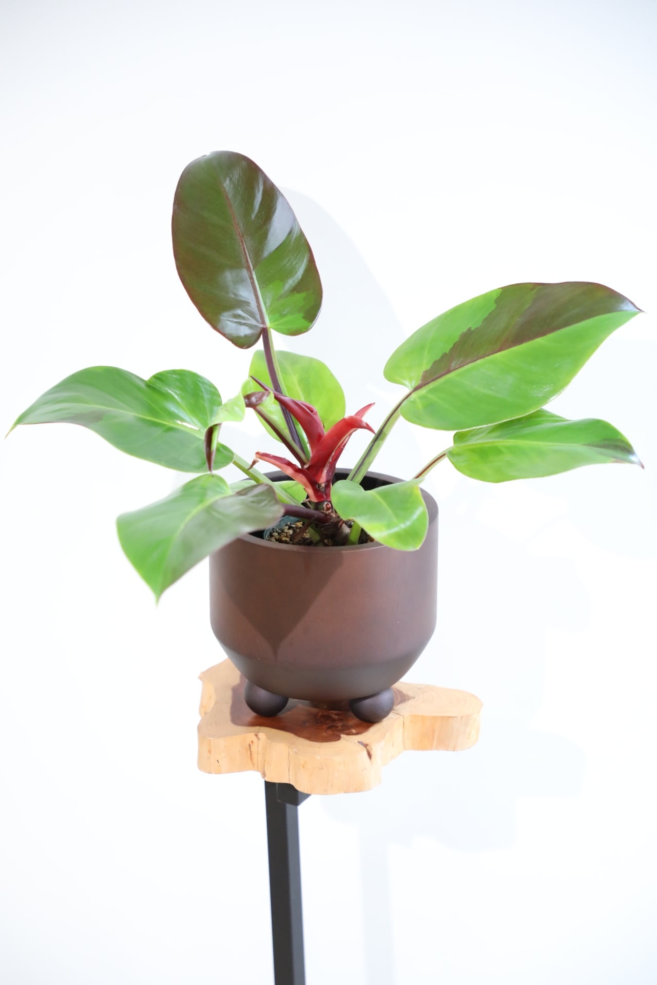 M】【希少】フィロデンドロン イエローフレーム/ Philodendron