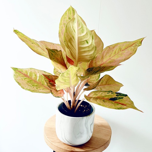 《希少》アグラオネマ プラカイペットレッド 観葉植物 室内 calm cafe