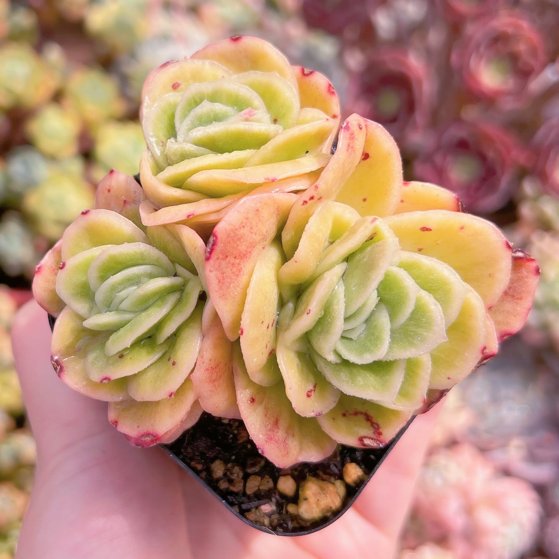 現品　アイスラブリーローズ#A13　るる農園