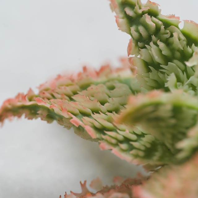 アロエ ハイブリッド -Aloe hybrid- No.101