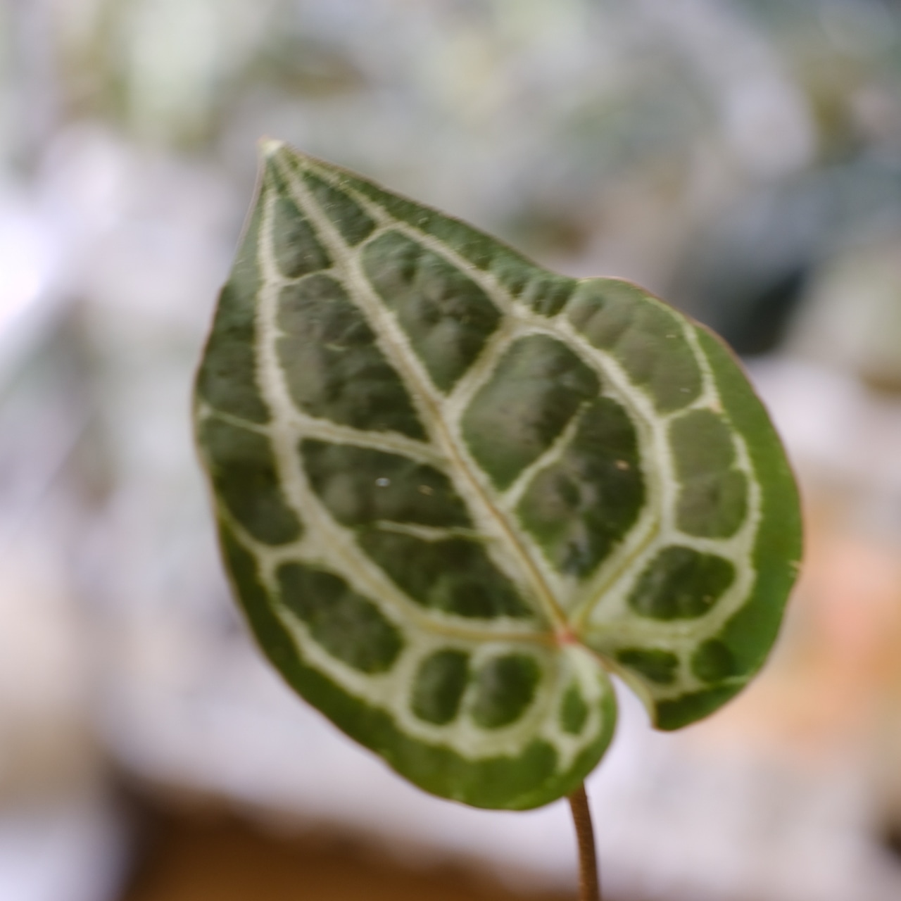 【希少】Anthurium 'Michelle' by DOC BLOCK⑦ / アンスリウム・ミシェル│観葉植物