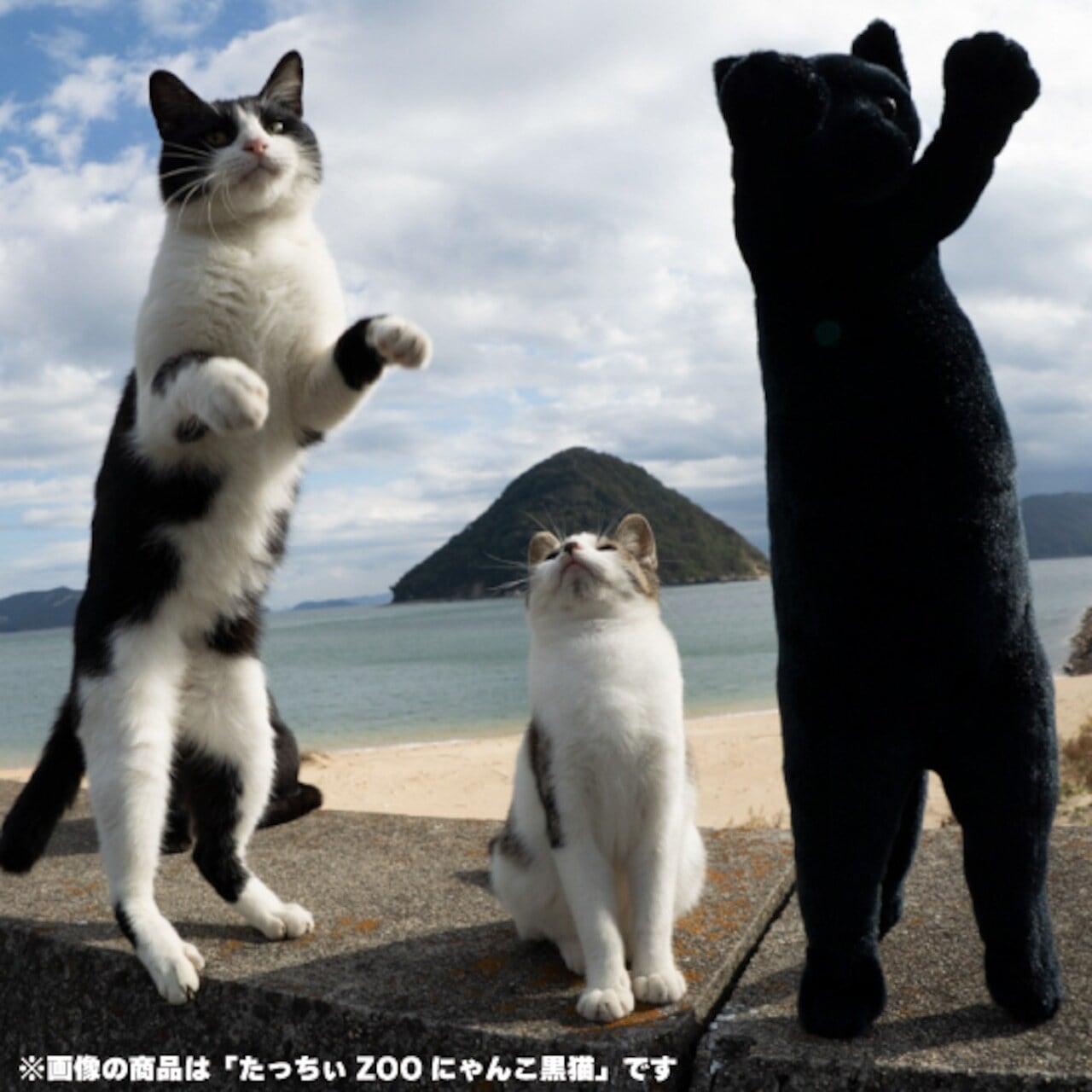 たっちぃzooにゃんこ | 猫雑貨屋 飛び猫商店