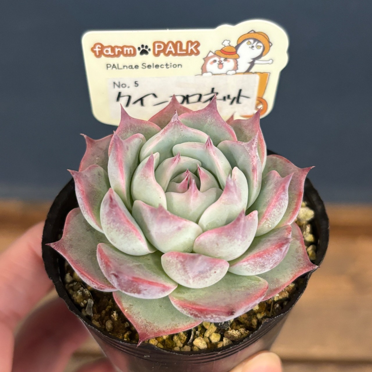 farmPALKさん苗 エケベリア クインコロネット【957】