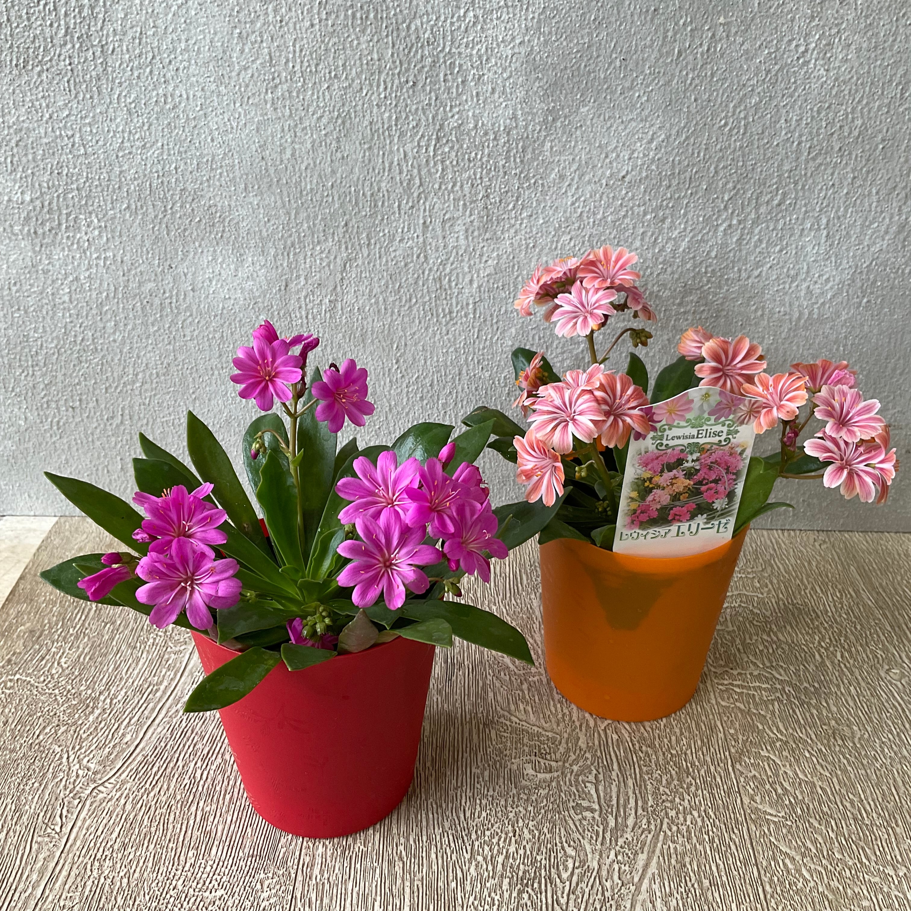 レウィシア エリーゼ 橋本種苗園