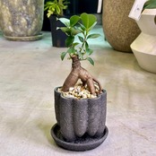 ガジュマル