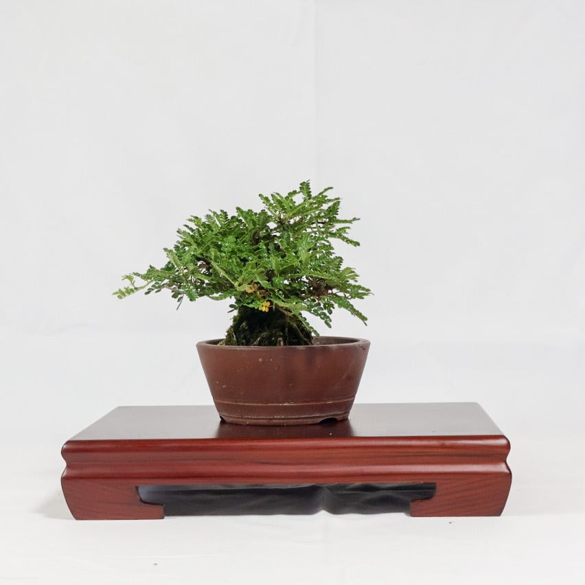 磯山椒盆栽（KM-002） | 和の暮らし盆栽店 | 公式オンラインショップ