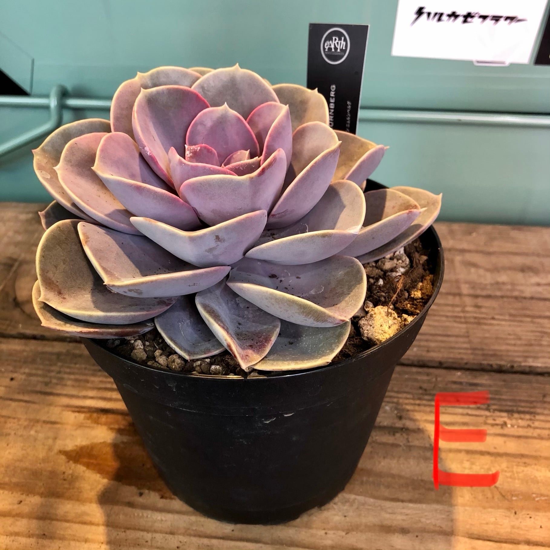 多肉植物 エケベリア 1129-fw065オパリナ20個 多肉植物 エケベリア