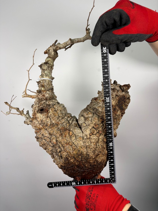 F172 現地発根株 オペルクリカリア パキプス 6/15 入荷 Operculicarya pachypus 塊根植物 現地球