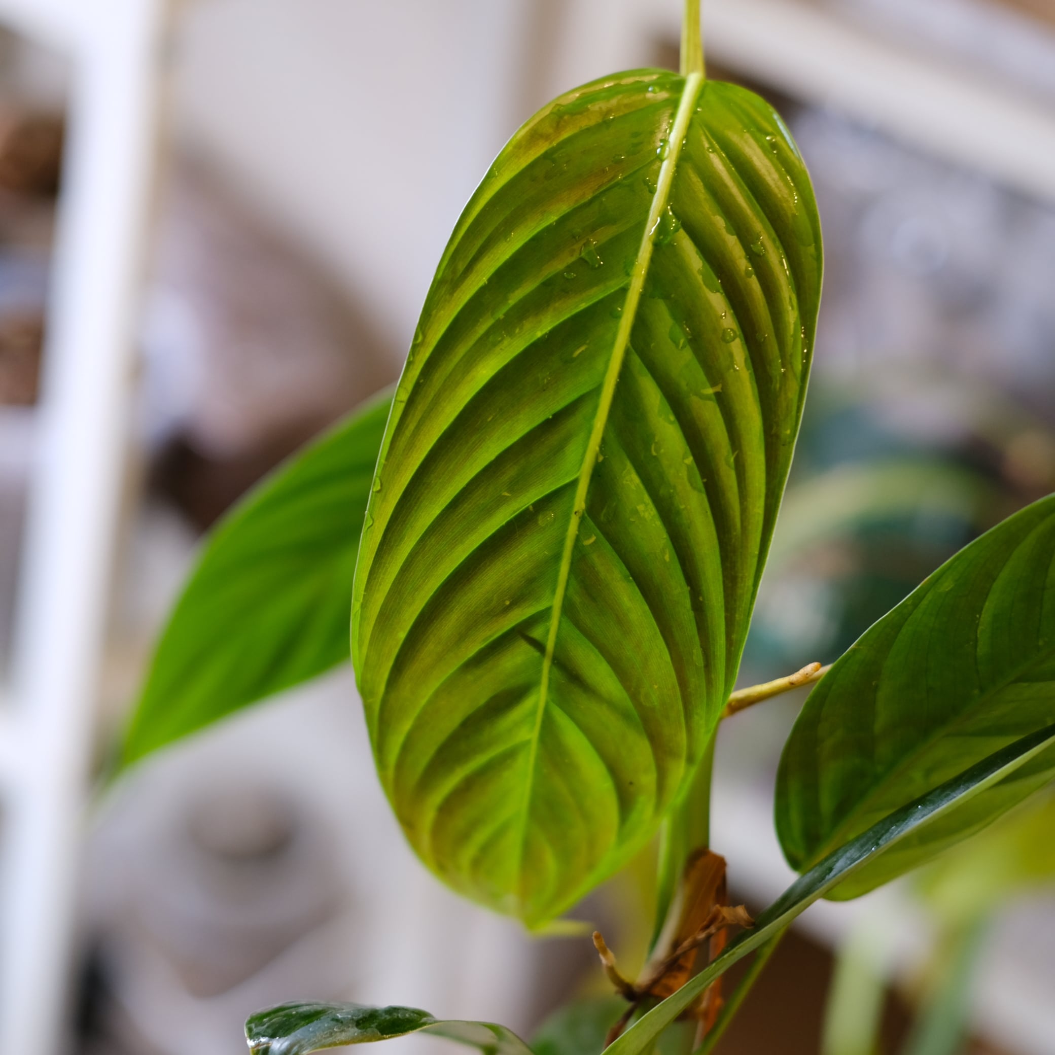 Philodendron heterocraspedon｜フィロデンドロン・ヘテロクラペドン
