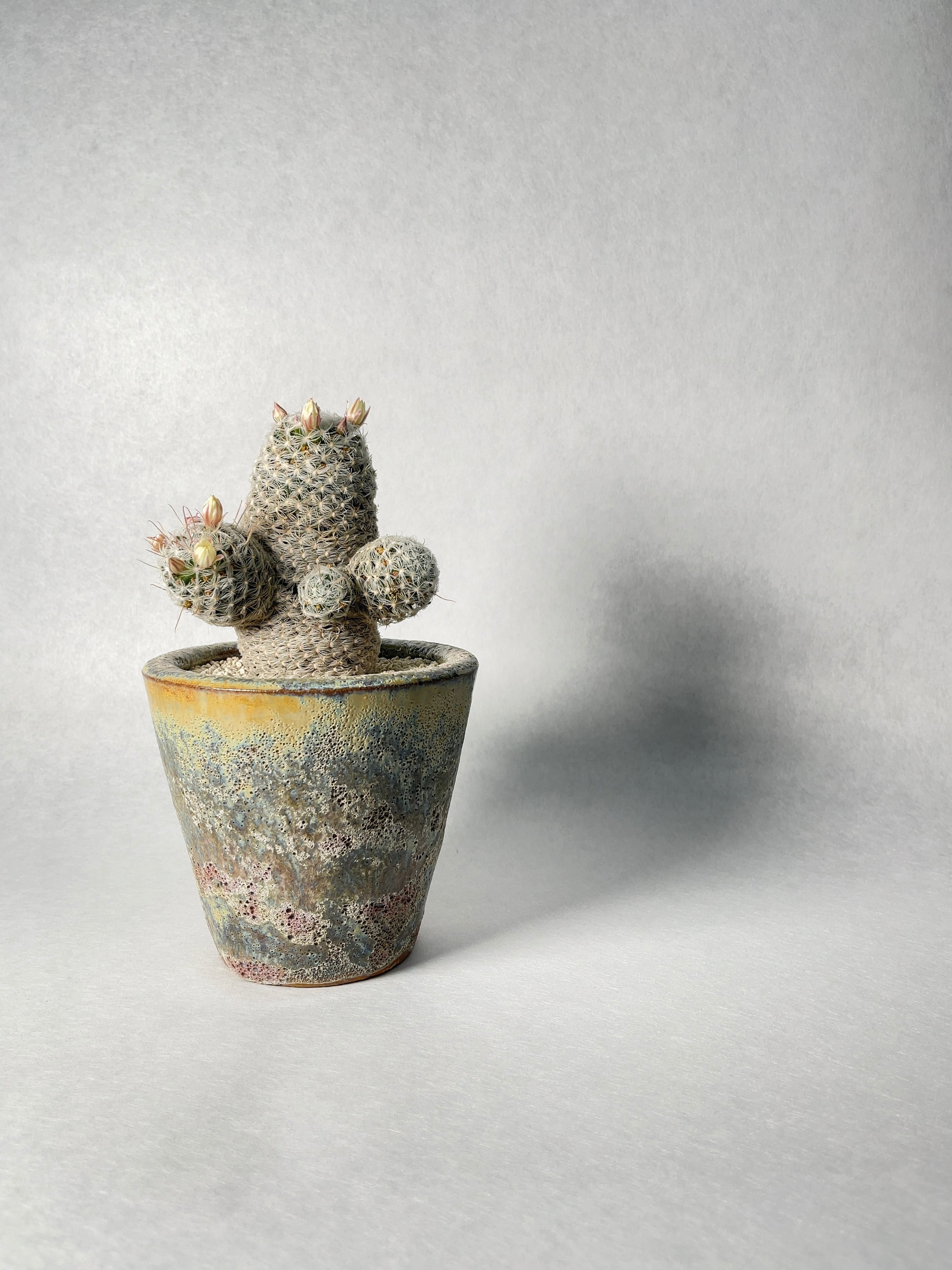 マミラリア・デュエイ | trigger