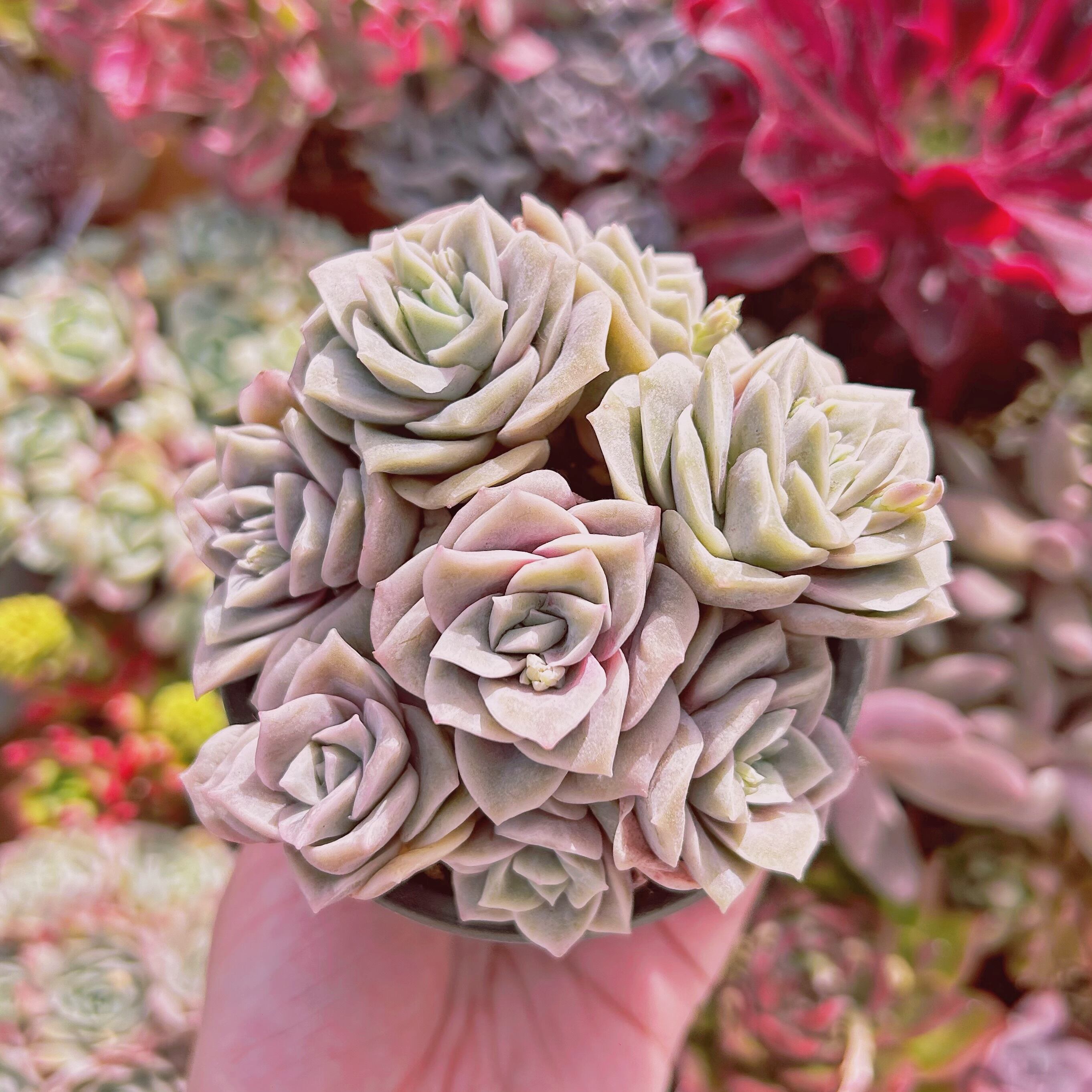 #819現物　多肉植物　ラブリーローズ