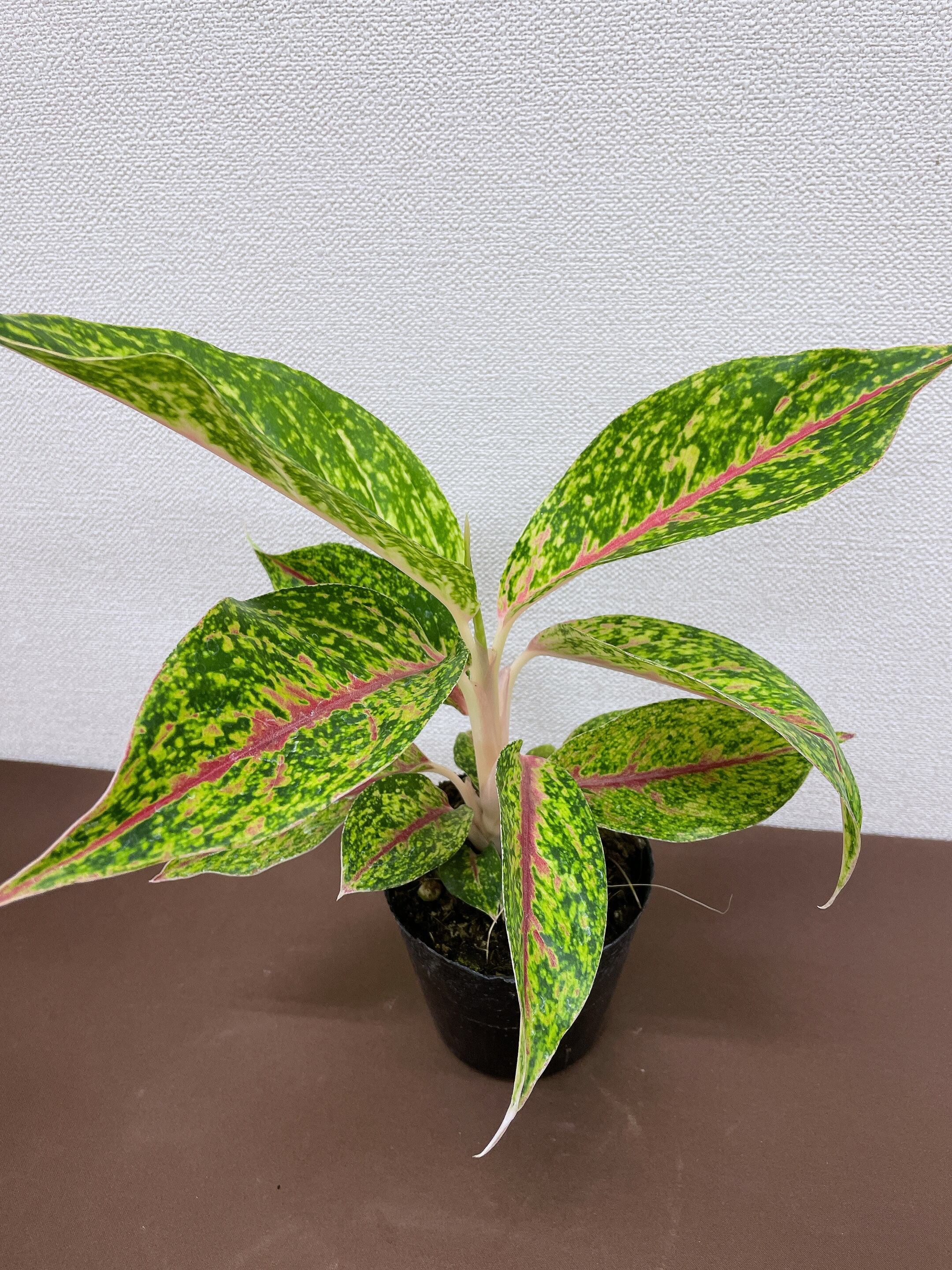 アグラオネマ ナイトスパーク 3.5号 | youth plants