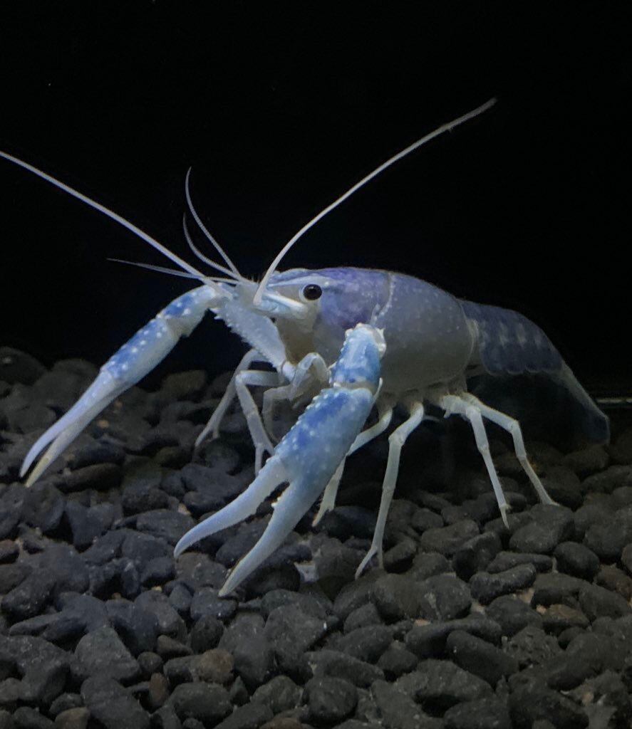 癒乃 オリジナル品種 煌蕾龍 Tl約5 0 7 0cm アメリカザリガニ 癒乃さえり の通販 癒乃 癒乃 オリジナル品種 煌蕾龍 Tl約5 0 7 0cm アメリカザリガニ 癒乃さえり の通販 癒乃