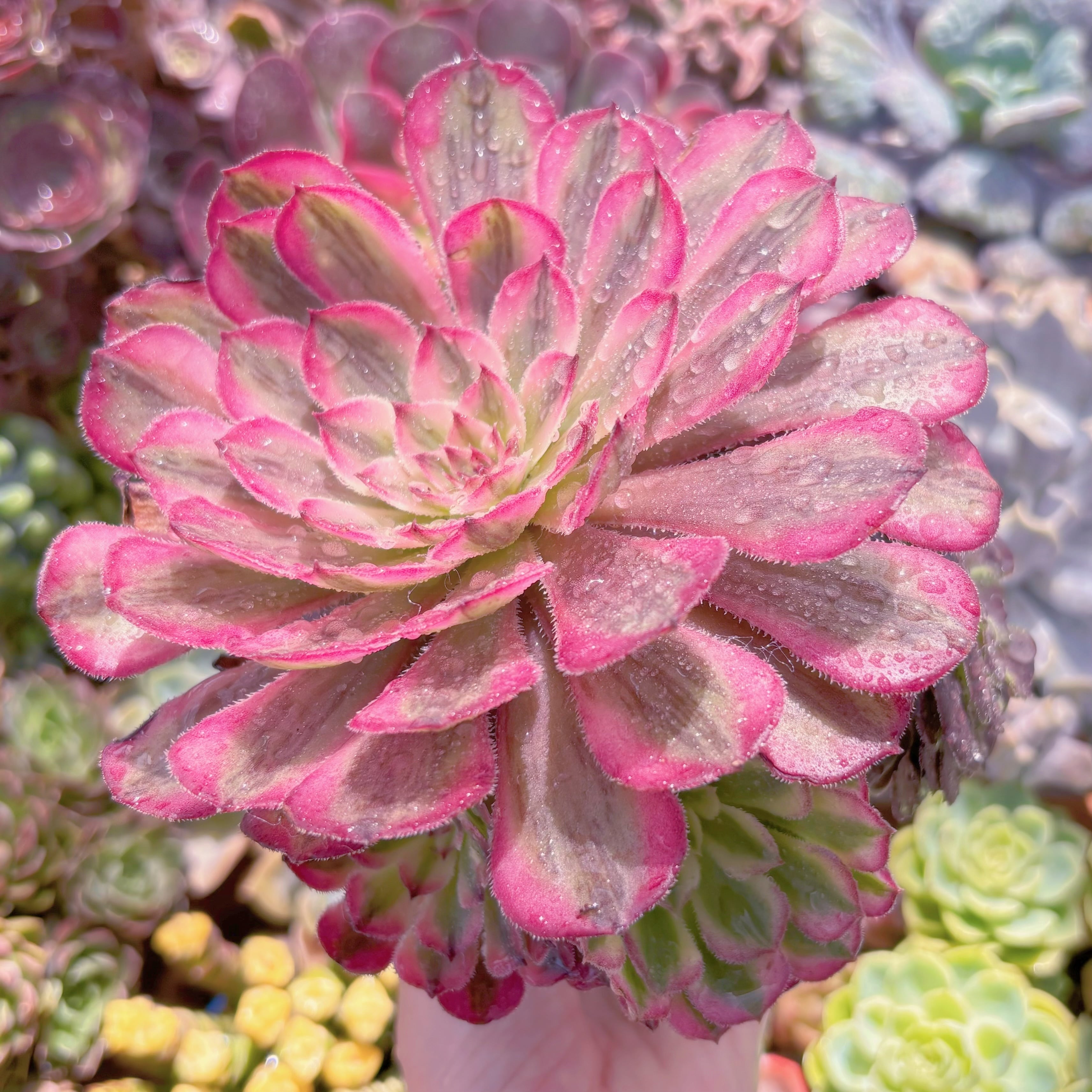 現品　白月光#F213　大群生　るる農園