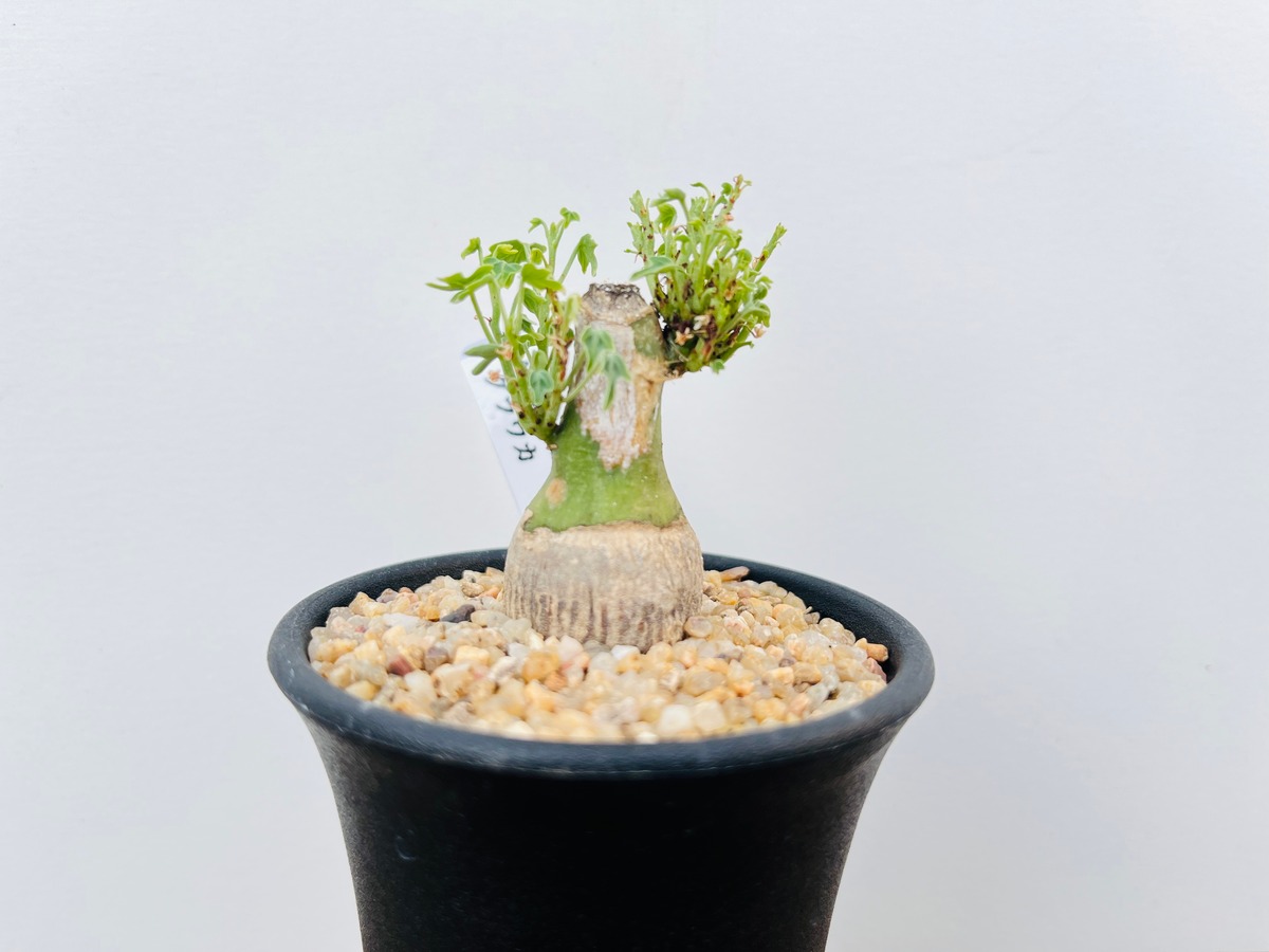 Adenia glauca アデニア グラウカ 多肉植物 塊根植物 | plants MARU 
