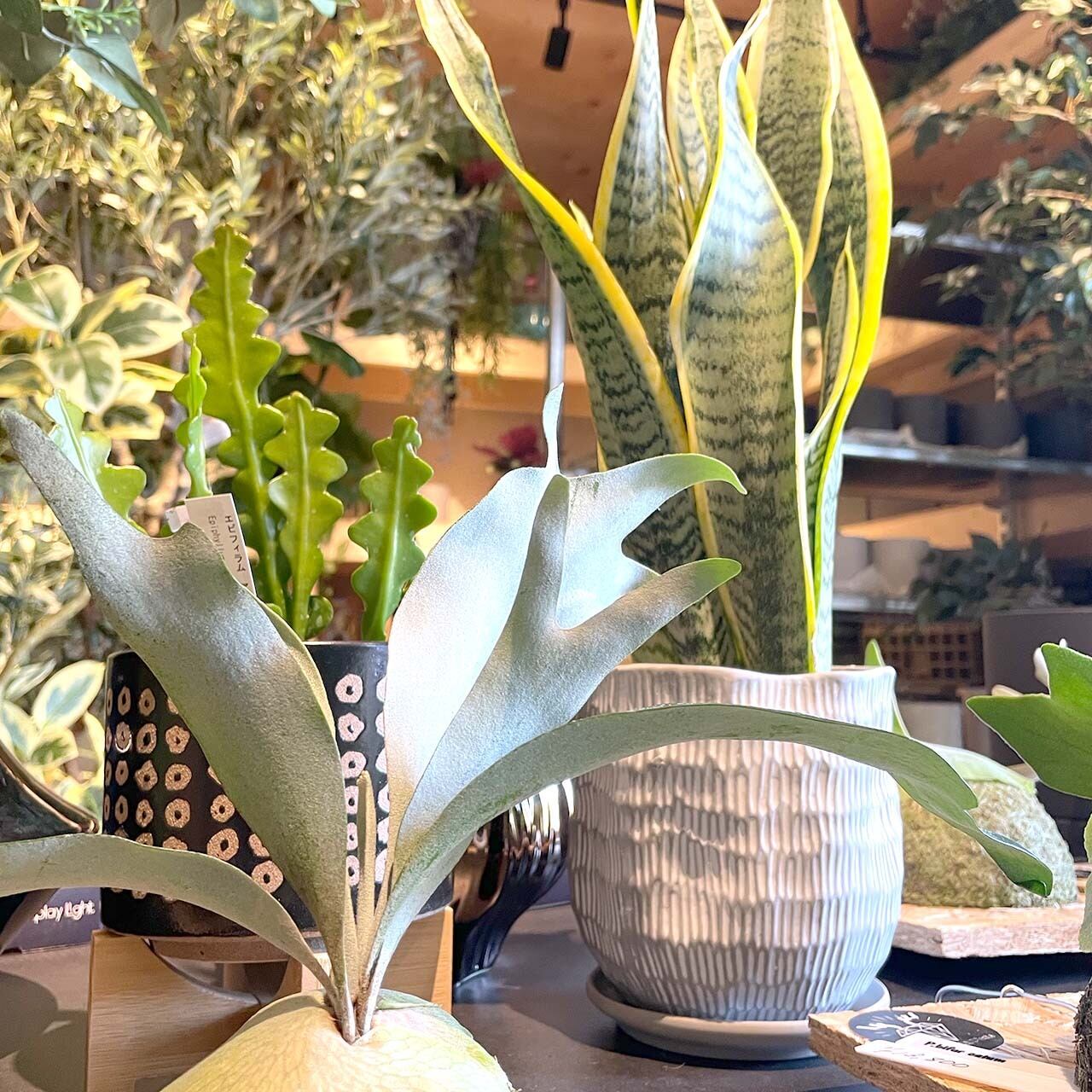 65 Off 送料無料 サンスベリア ローレンティ 選べる鉢付 3種類 観葉植物 風水 マイナスイオン 開店祝い 新築祝い 引越し祝い Www Acabonding Com