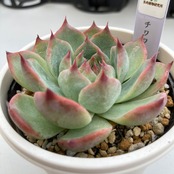 【現物商品】チワワリンゼ 2.5号サイズ