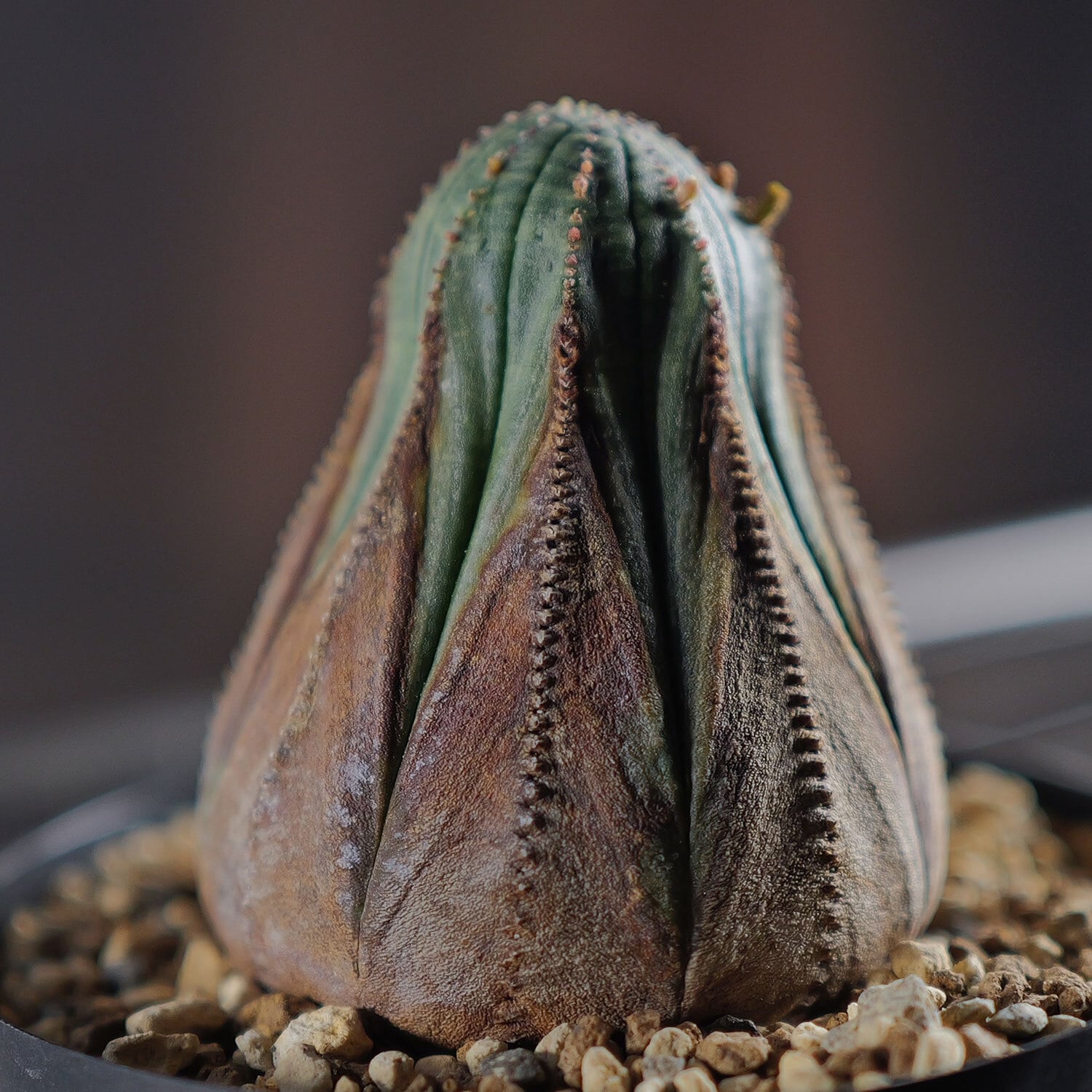 美模様 木質化 オベサ / ユーフォルビア