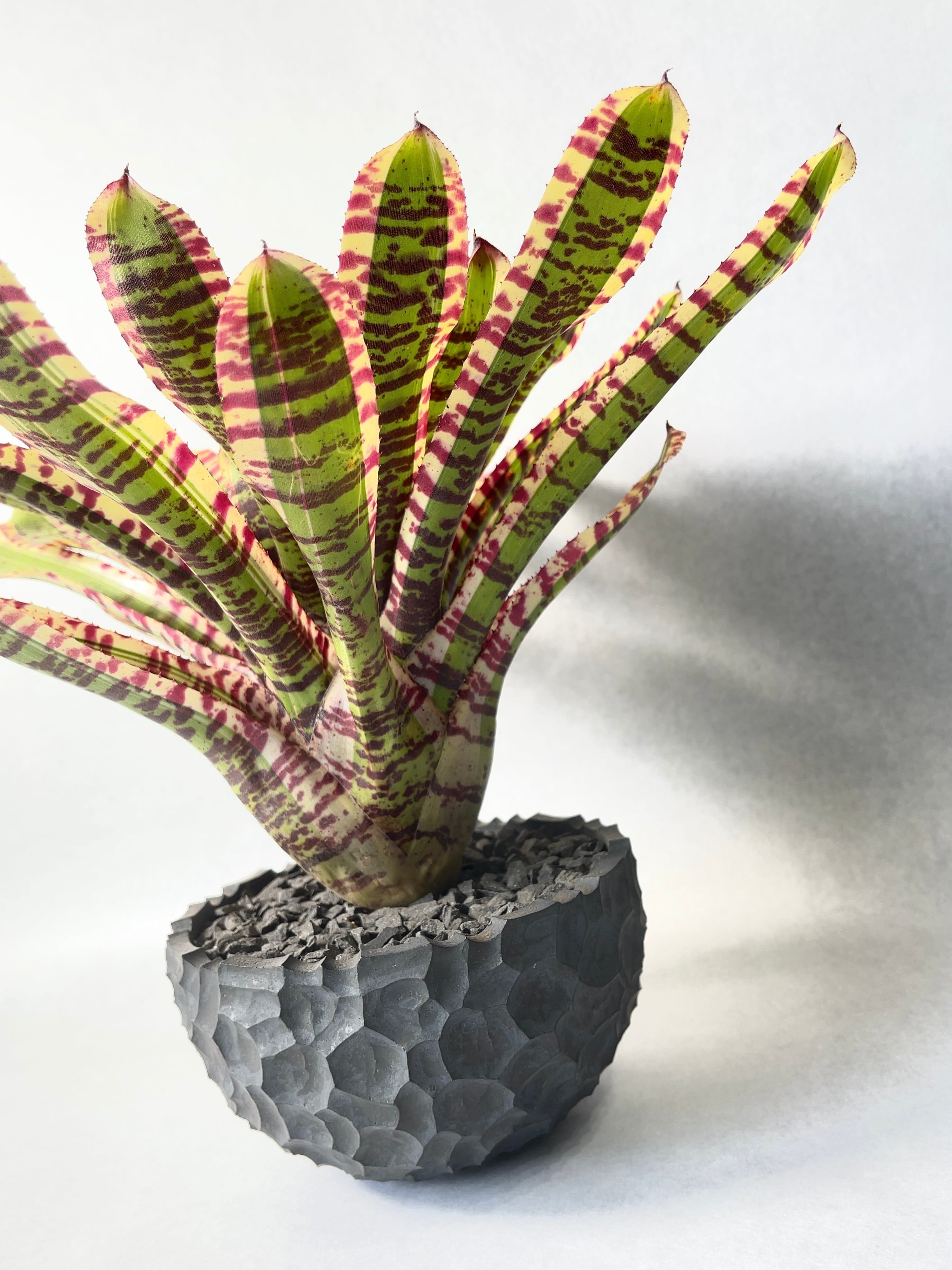 特大群生 ネオレゲリア hyb 陶器鉢のまま発送 ブロメリア 特大群生