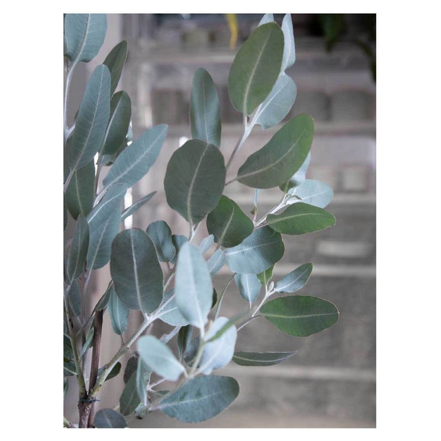 Eucalyptus pleurocarpa