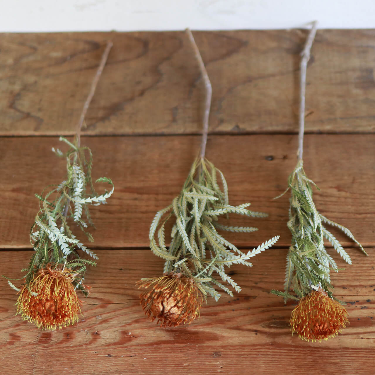 ネイティブフラワー 】 ドライアンドラ フォルモーサ / ドライフラワー