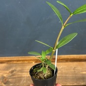 Hydnophytum formicarum (wrinkle tuber) Nueva Vizcaya, Luzon (YFK2)【1068】