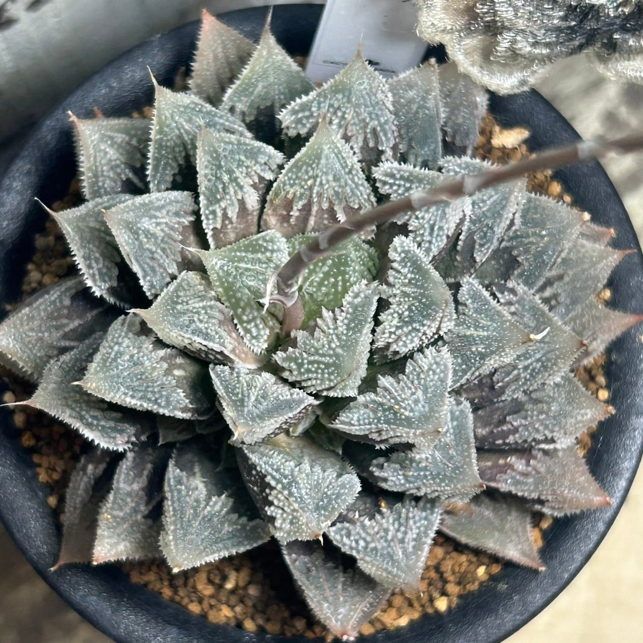 T)白帝城 ハオルチア | RuPo 多肉植物専門店