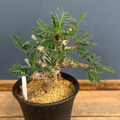 センナ メリディオナリス【352】