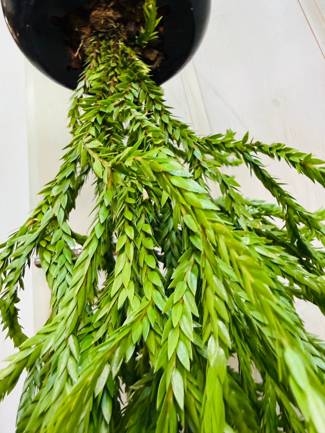 限定1鉢！フペルジア・トライアングルサトゥール6号 | 観葉植物と雑貨